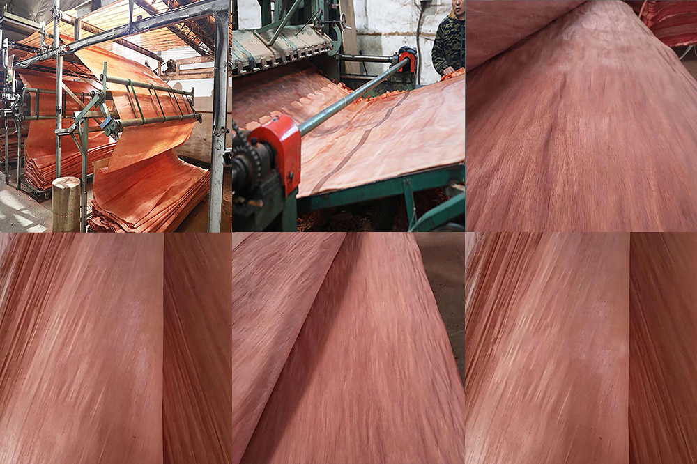 Bintangor(图3) Bintangor(图3)